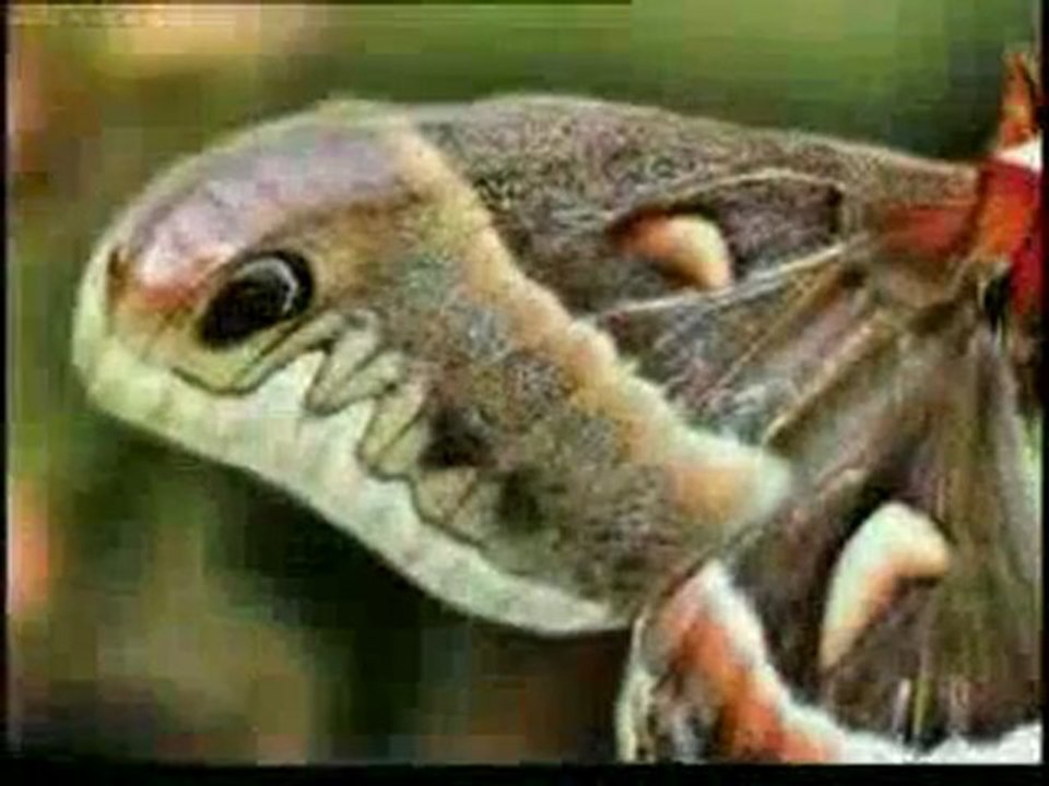 Canlılar ve renkler