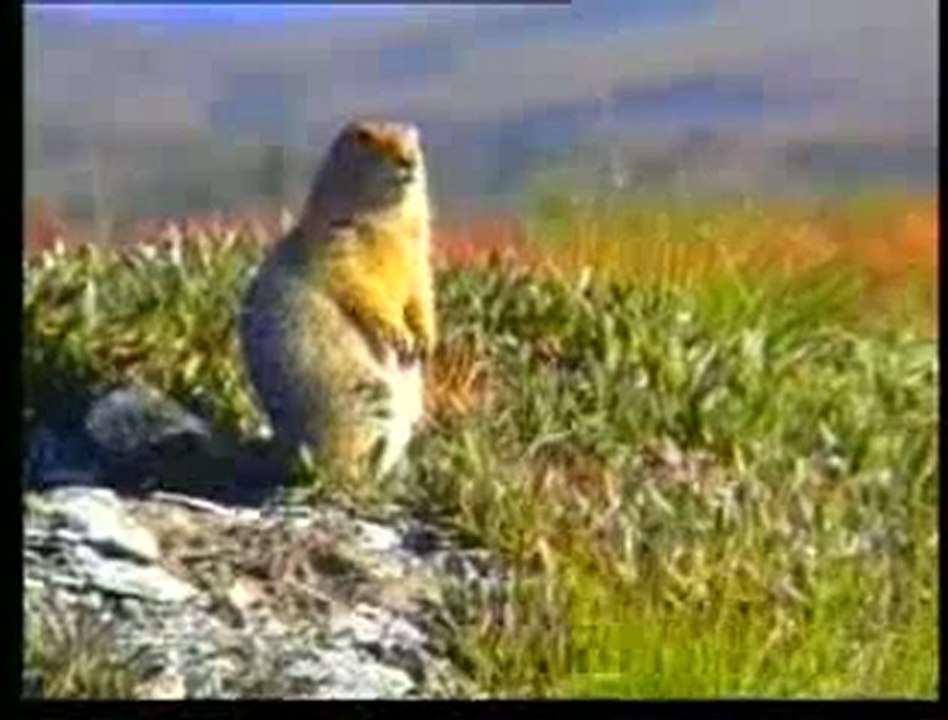 Bütün canlıların yaratıcısı Allah'tır