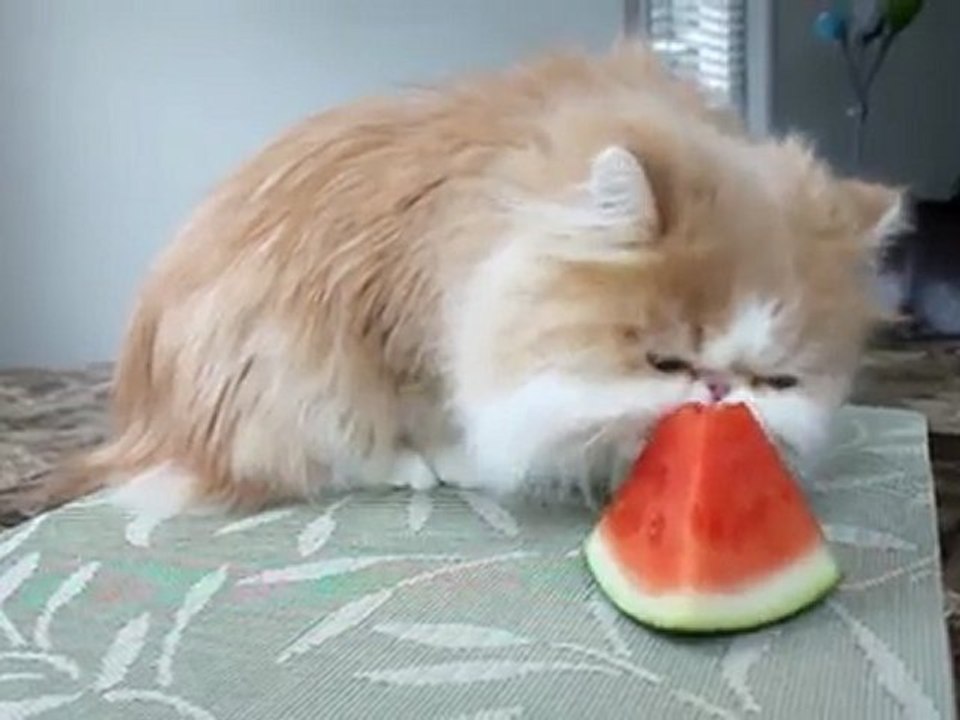 Kitty with a Watermelon Addiction
