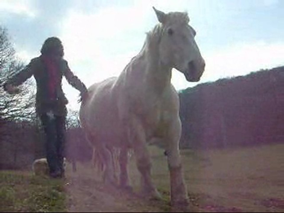 Marquise percheronne