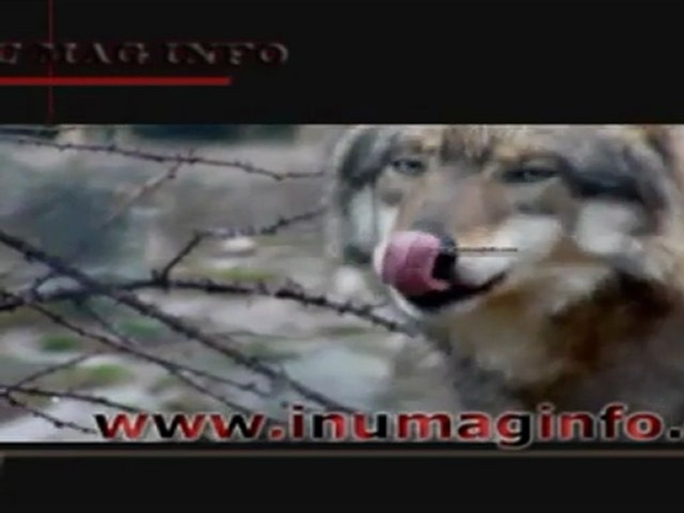 INUMAGINFO.COM Extrait du  reportage "la peur du loup"