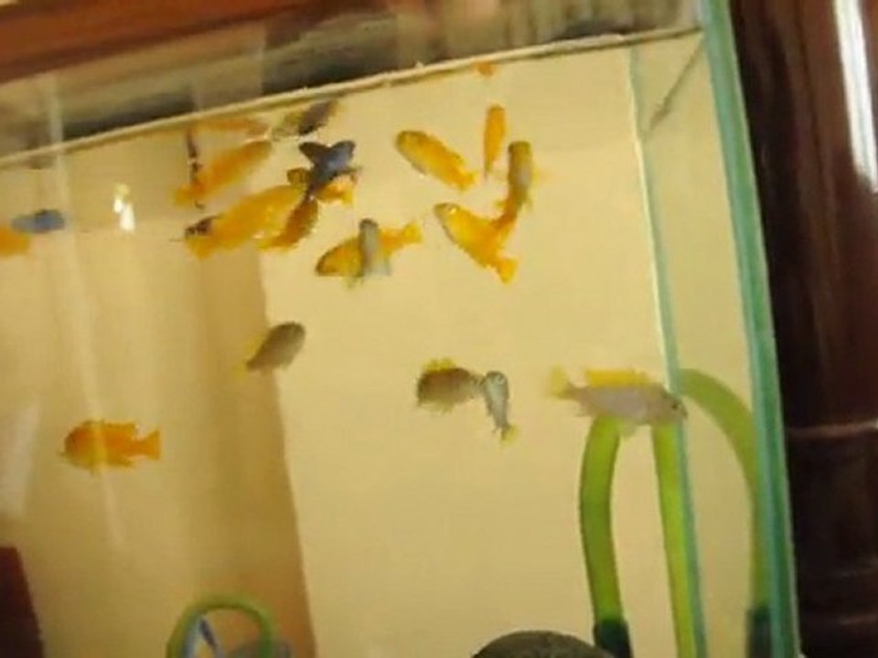 Demasoni Saulosi Jalo Reff  - Dinner Time