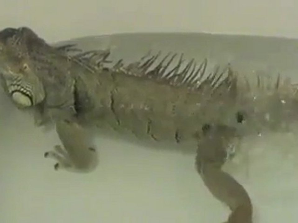 Iguana mit einem Magen Problem