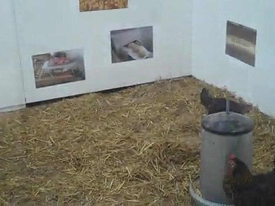 Chicken museum