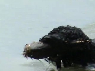 Barbet Floirac and her duck