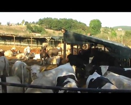 mutlular-hayvancılık-istanbul-çatalca-kestanelikköyü-ibrahim-ismailmutlu