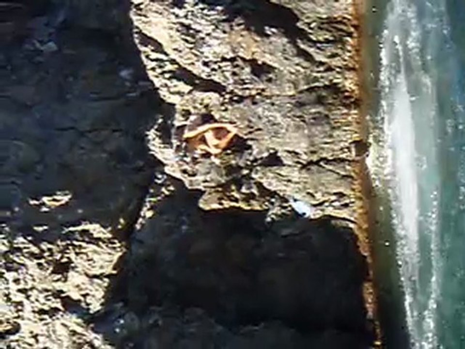 plongeoir Cerbere 2