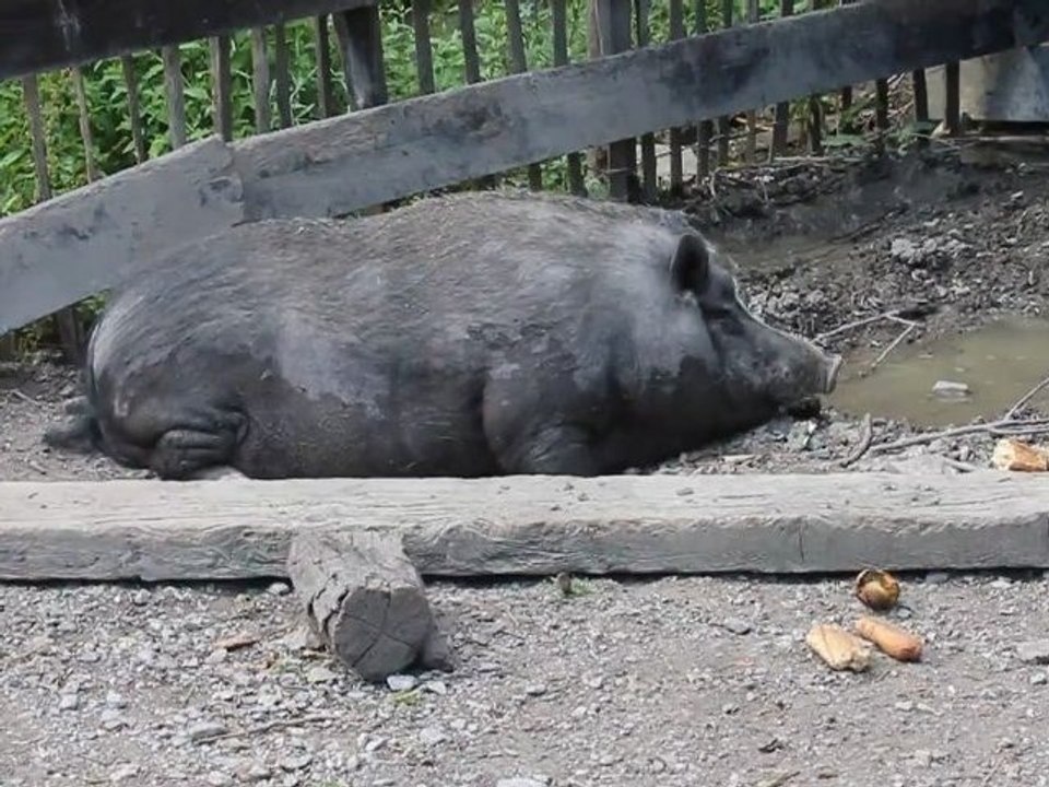 Le cochon qui rêve... rencontrant son pire cauchemar : les emmerdeurs !