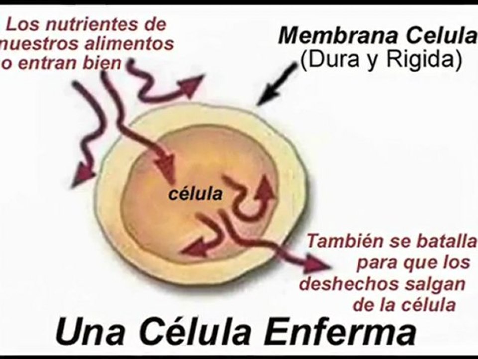 Los Omega-3 (Pte 2) y GNLD, al igual PREVENIR una Diabetes, Cancer y más