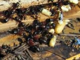 Bellingham Home Inspector (King of the House) Carpenter Ants (Series video 1) - YouTube