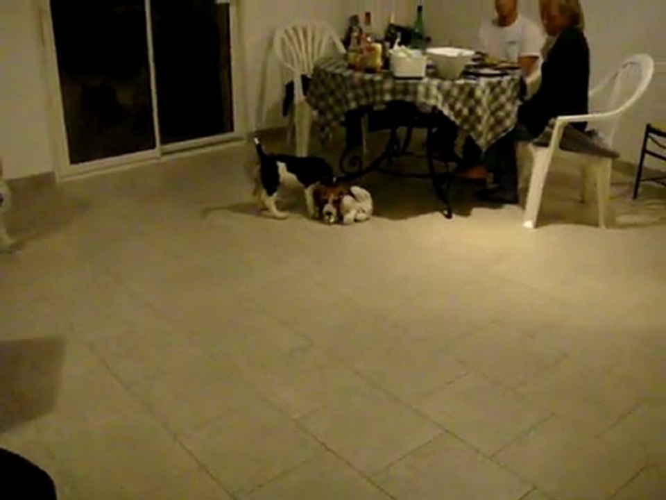 Guimauve pète les plombs !!!!