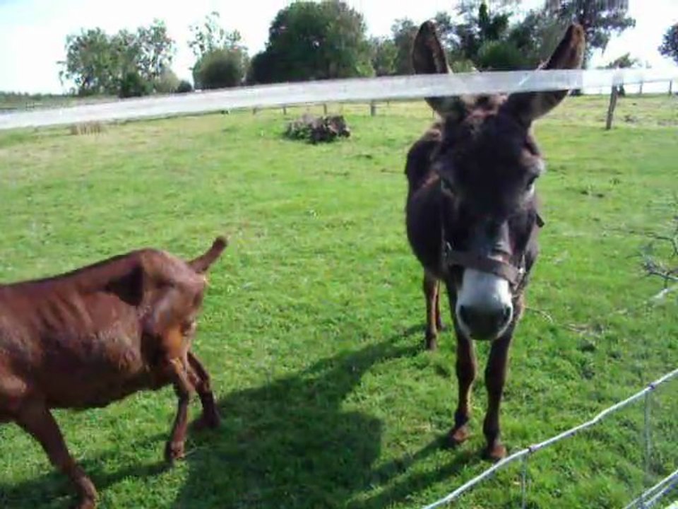 Danette et ses copains canins et caprins