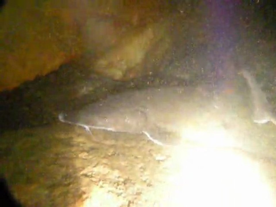 ESTURGEONS à BECON LES GRANITS 18.09.2011