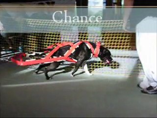 weight pulling amstaff france 2011