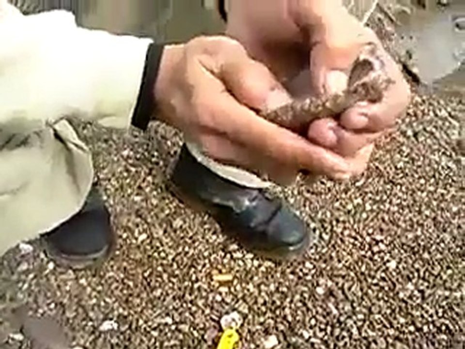 Denizpatlicanı -Oltamisina