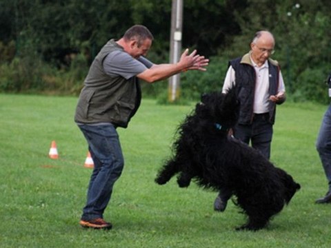 CALY - NE 2011 Obéissance Classe I