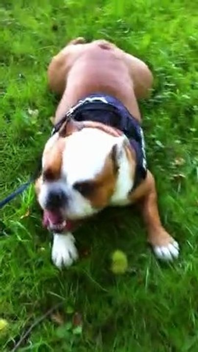 crapouille et chataigne