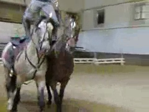 spectacle équestre au haras de rodez !!!