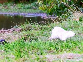 L'étang des ragondins albinos (suite)