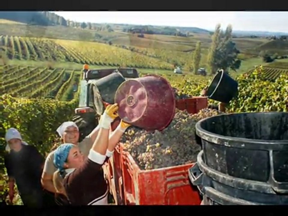 Liban des vendanges  -القطاف في لبنان