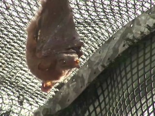 10h d'avance - episode 3 - Au secours des chauves-souris