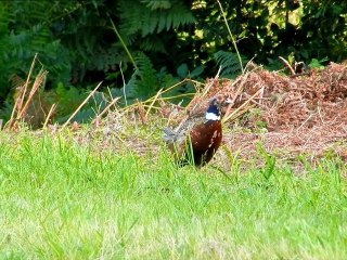 Une minute avec des jeunes faisans de colchide