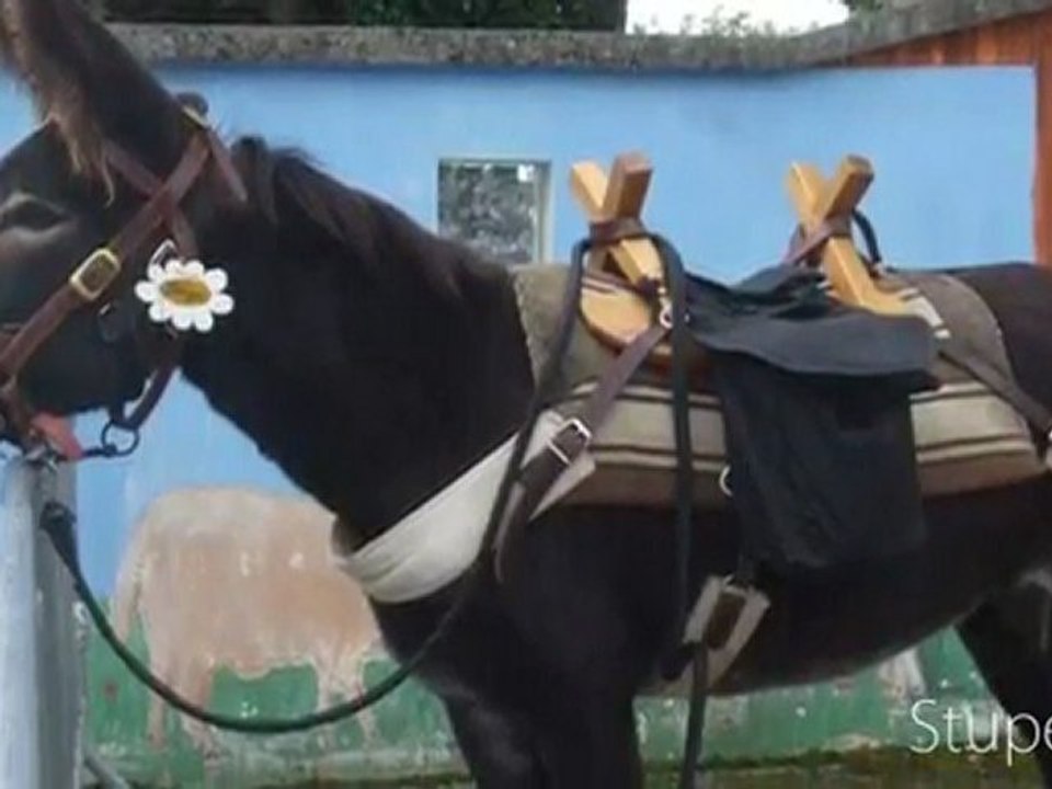 Fête de l'âne septembre 2010