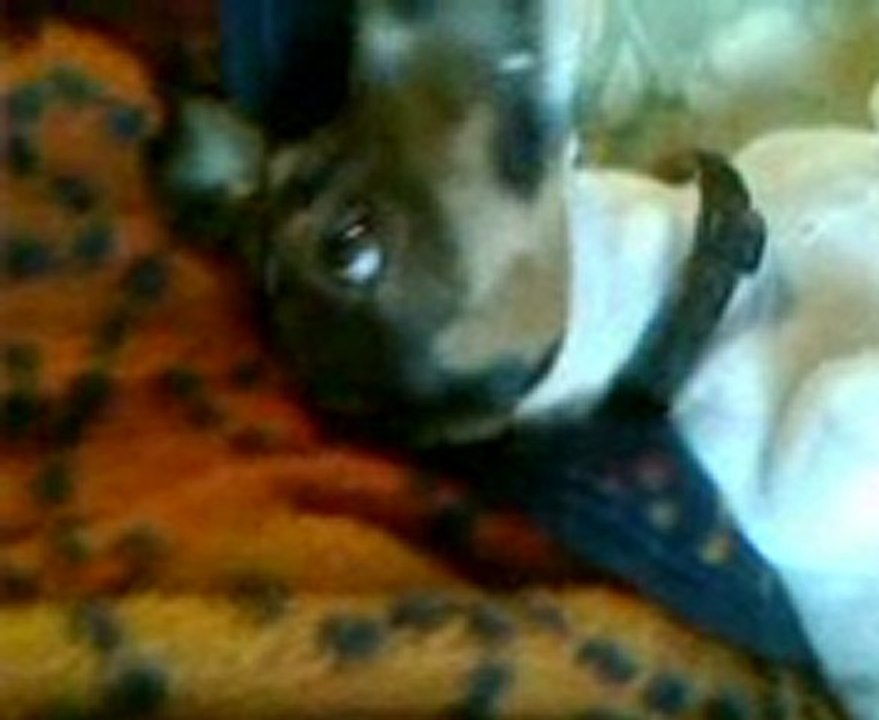 Jack russell sur divan jpl du var 11