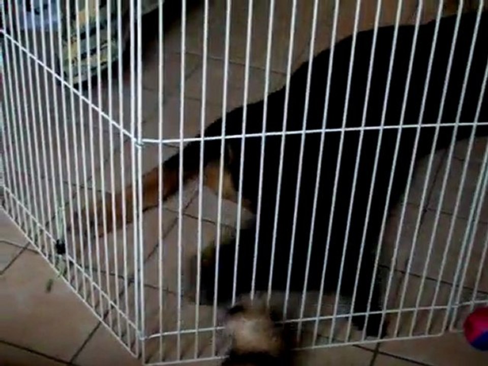 Nala et Kali le 18 septembre 2011