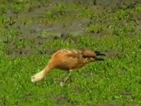 ardahan kars belgeseli tanıtımı @ MEHMET ALİ ARSLAN Videos