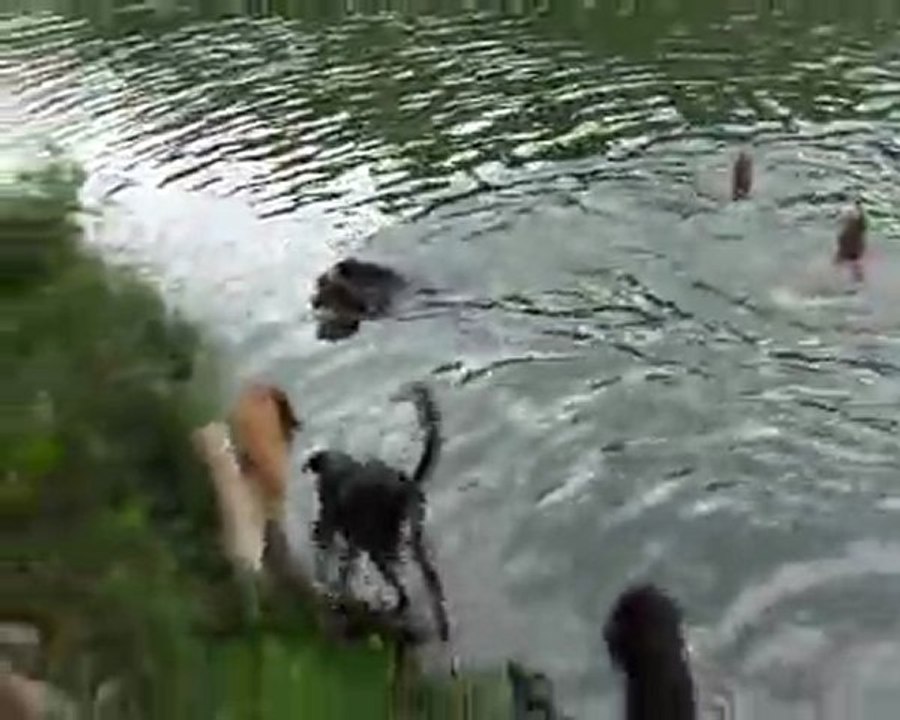 Baignade dans la loire