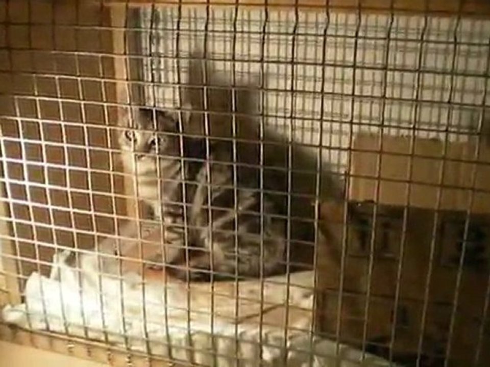Chaton dans la cage