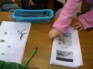 sciences cycle 3 chaînes et réseaux alimentaires ev-ra-s2-e3-2