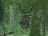 ambiance de brame en forêt de mormal