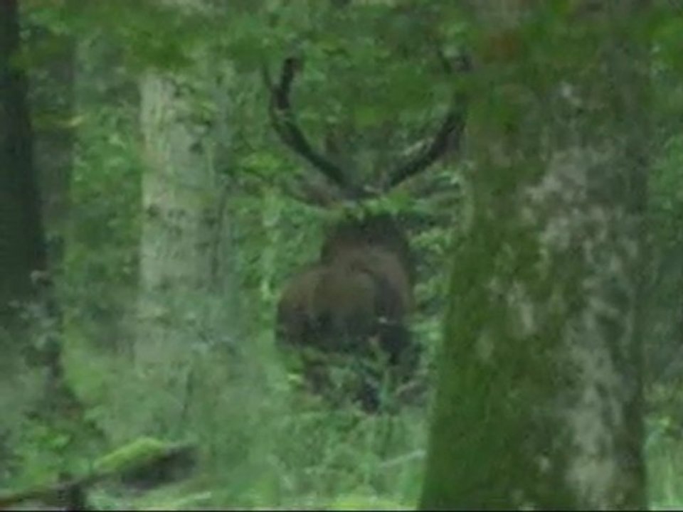 ambiance de brame en forêt de mormal