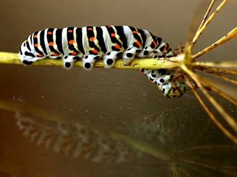 Kan ve Gül - İskender Doğan (Mustafa Dinç)