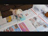 BB Chiens Chinois - Chinese Crested - Ch. Genji Little Champs X Fluffy Little Champs