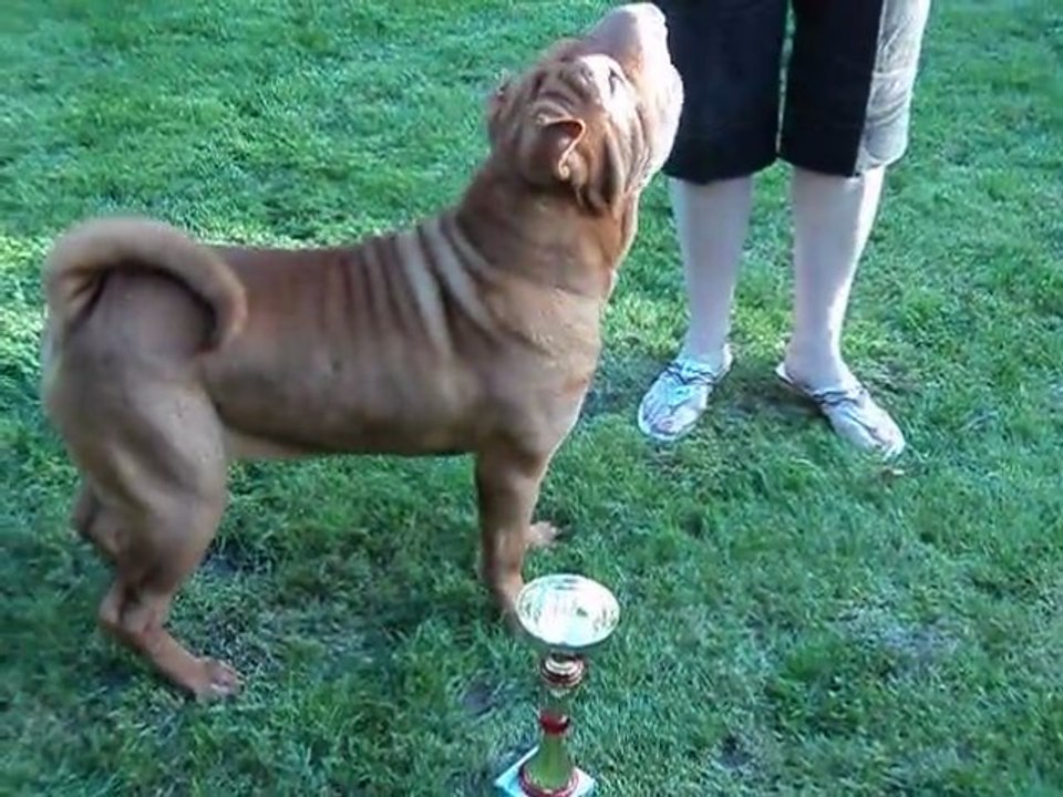 MOV06072