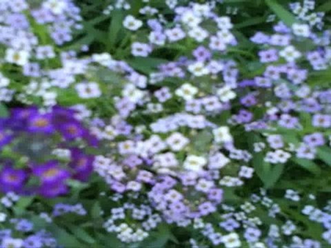 North York Real Estate - Laredo Crt