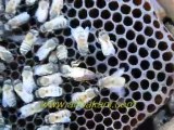 ana arının yedeklenmesi, arıcılık videoları