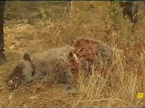 EL SECRETO DE PUENTE VIEJO TRISTAN EN EL BOSQUE BUSCA A MARTIN CON MAURICIO 19-09-2011