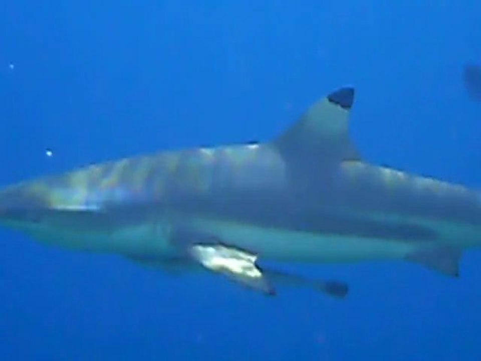Face to Face Shark Fakarava
