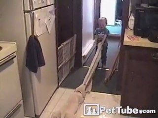 Baby and Puppy Battle for the Blankie