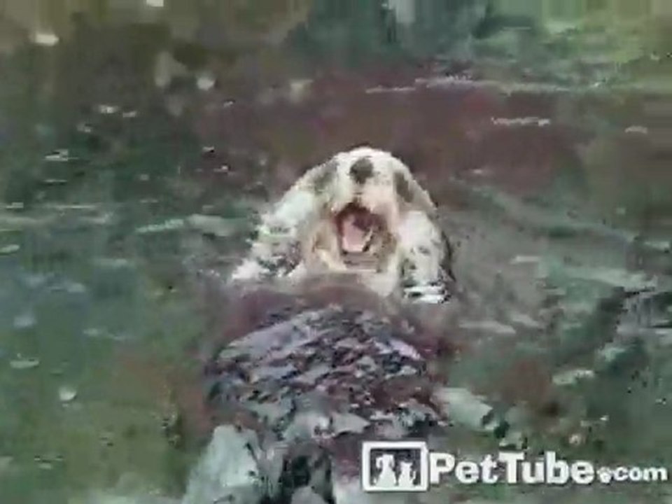 Bashful Baby Otter