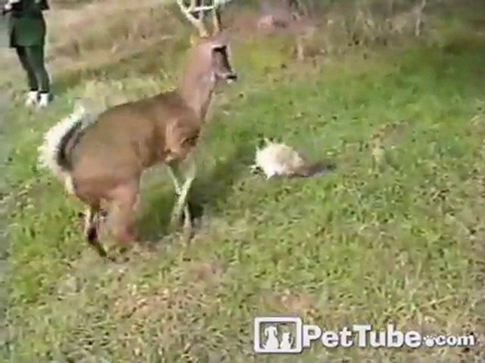 Kitty Dumps Deer