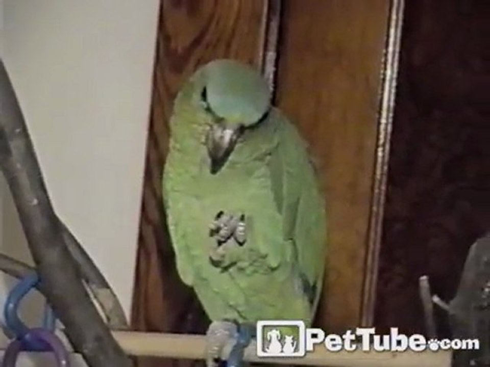 Parrot Makes It Rain