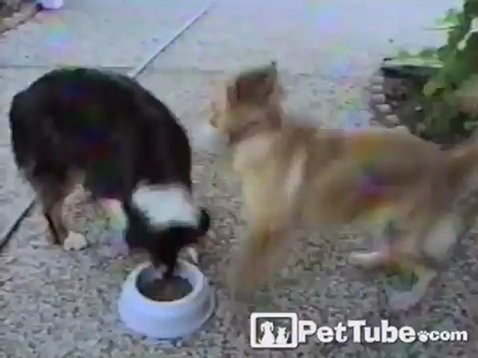 Dogs Sharing Dinner