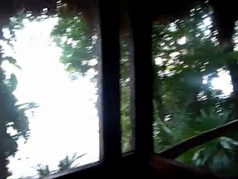 Le cri des singes à Punta Chimino’s