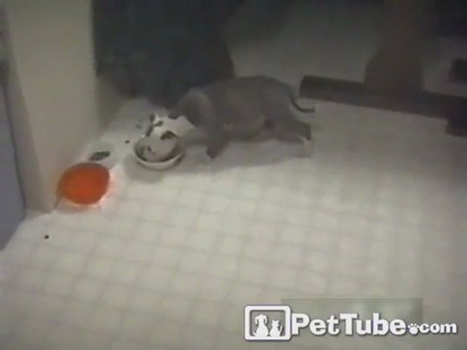 Sneak Attack by Hungry Pup