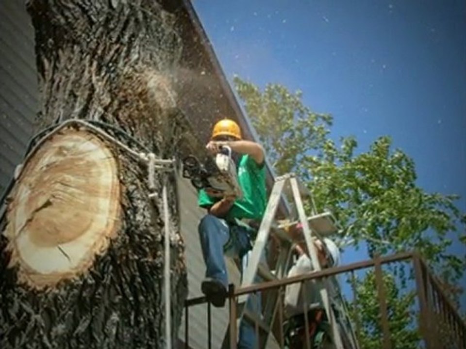 Austin Tree Removal Service|512-779-4171